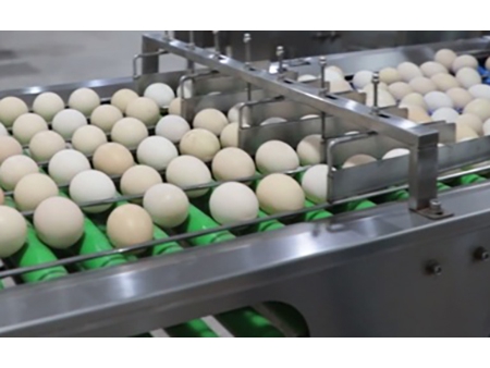 Calibreuse d'œufs 109 (30000 ŒUFS/HEURE)