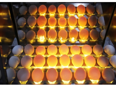 Calibreuse d'œufs 102B (5400 OEUFS/HEURE)