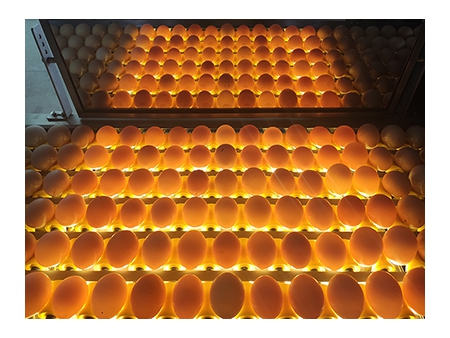 Calibreuse d'œufs 104B (10000 OEUFS/HEURE)