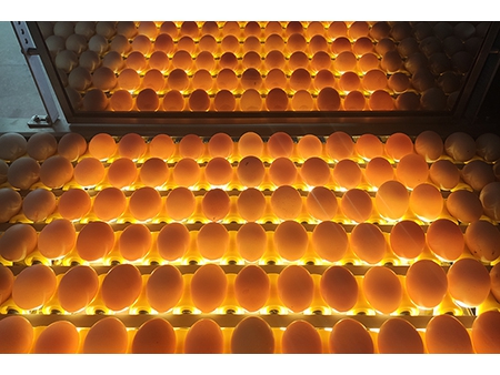 Calibreuse d'œufs 104A (10000 OEUFS/HEURE)