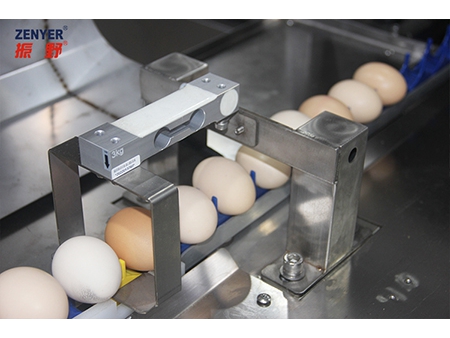 Calibreuse d'œufs 104A (10000 OEUFS/HEURE)