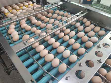 Calibreuse d'œufs 107 (20000 OEUFS/HEURE)
