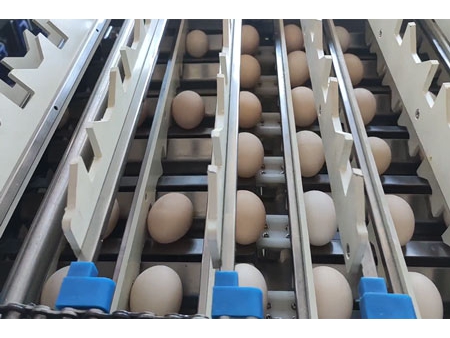 Calibreuse d'œufs 107 (20000 OEUFS/HEURE)