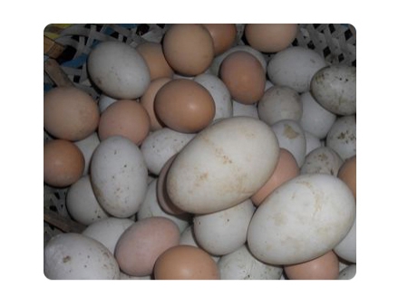 Machine à laver les œufs 203A (20000 OEUFS/HEURE)
