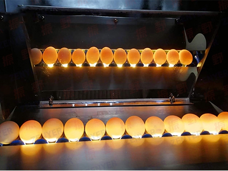 Ligne de traitement d'œufs de canard 302BSS avec Chargement au bain d'eau & Lavage & Calibrage (10000 ŒUFS/HEURE)