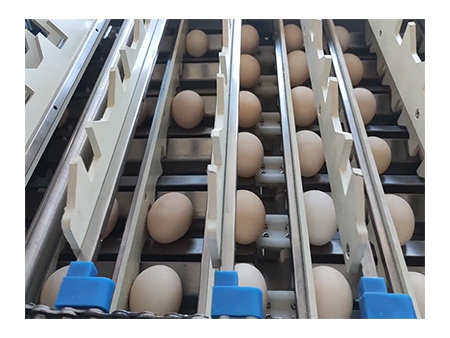 Ligne de traitement des œufs 303A avec Nettoyage, Calibrage & Emballage automatique (20000 ŒUFS/HEURE)
