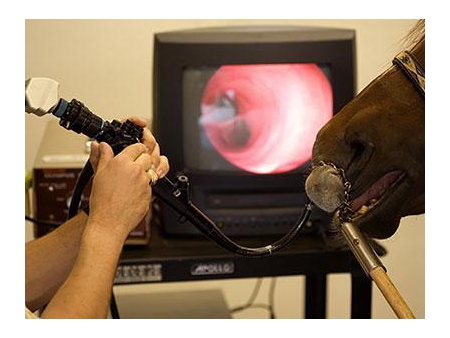 Endoscope vétérinaire