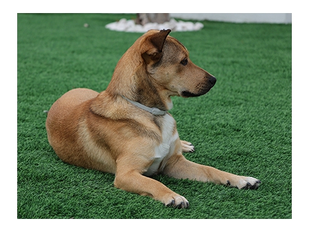 Gazon synthétique pour animaux / Gazon synthétique pour chiens et animaux domestiques
